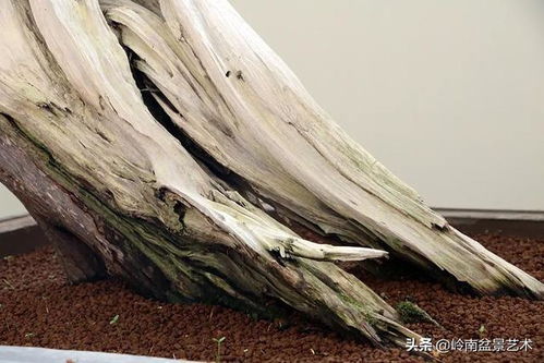 2019全國精品盆景展特等獎作品高清大圖賞析